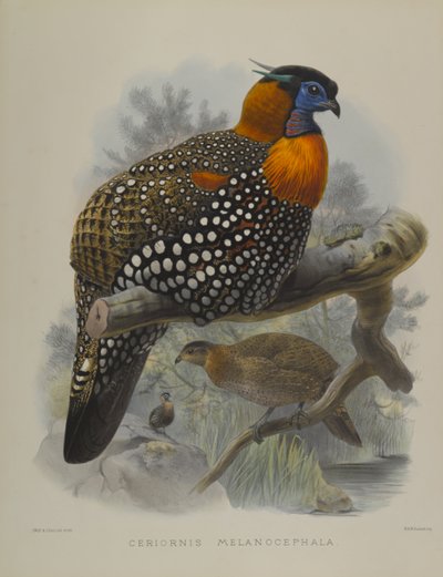 Ceriornis Melanocephala - John Gould